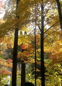 autumn trees image
