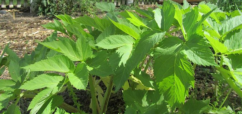 Post Image: News From The Herb Garden May 15, 2017