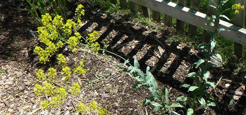 Post Image: Herb Garden Update – May 31, 2017