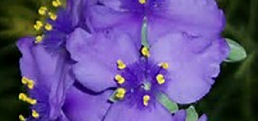 Post Image: Herb Garden Update - June 10, 2017