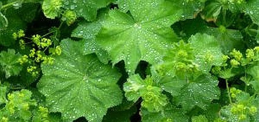 Post Image: Added To The Herb Garden...