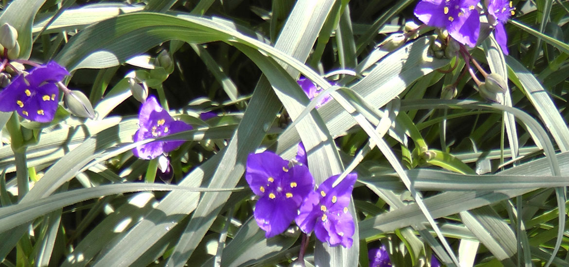 Post Image: “Cow slobber” – a plant?