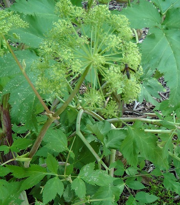 Post Image: Herb Garden Seeds Update