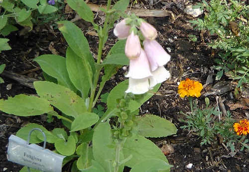 Post Image: Spring Fever & Herbs update