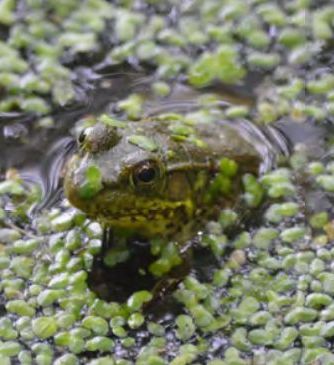 frog in pod image