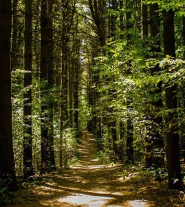 summer woods trail image