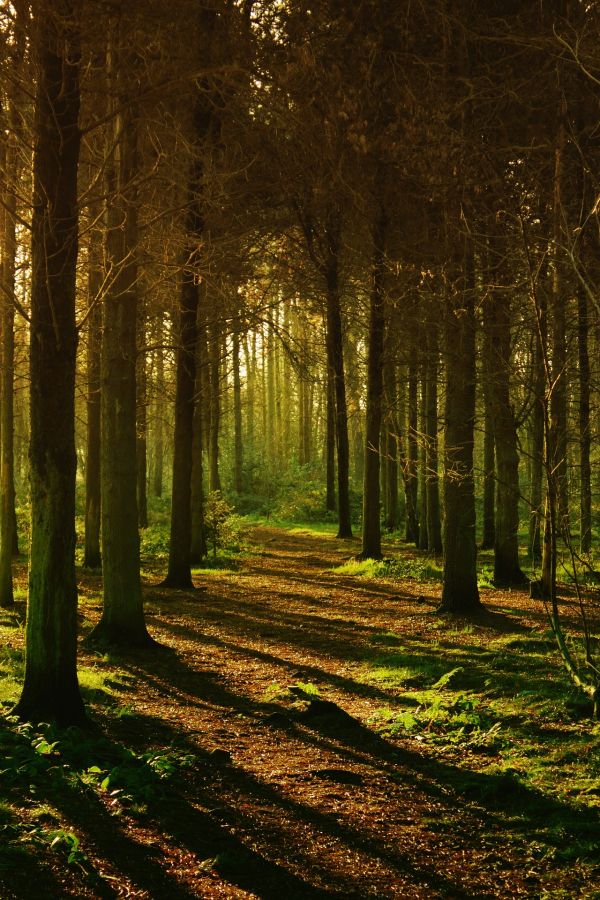 Hiking Trail in Woods